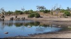 Elephant beach, Chobe National Park, Botswana