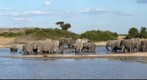 Elephant breeding herd at pan in Savuti, Botswana