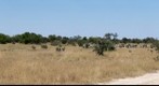 Herd of Zebra in Savuti, Botswana