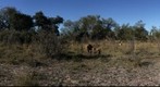 Mating pair of lion, Kwara, Botswana
