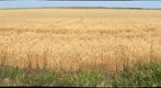Wheatfield Near Spring Hill Road, Hays, Kansas