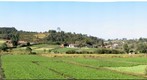 Plantação de Agrião - Mogi das Cruzes