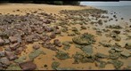 Tropical Asia - Corals and Rocks, Malaysia