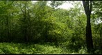 Clearing in the woods