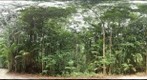 Tropical Asia - Coastal Palm Forest