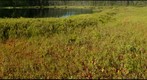Leatherleaf Levee, Molly Bog, Vermont