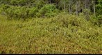 Encroaching forest, Molly Bog, Vermont