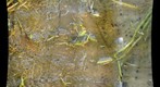 Laguna de Santa Rosa vernal pool - close up