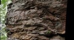 Tafoni-covered wall, Giant City State Park, Illinois