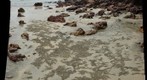 Tropical Asia - Sand crabs, Malaysia