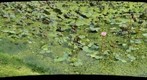 Tropical Asia - Water Lotus Pond, Malaysia