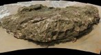 Tropical Asia - Seashore Rock