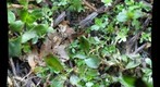 Laguna de Santa Rosa - more of the ground