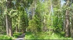 Bike Path near West Glacier, Montana