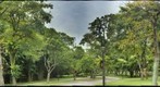 Cannonball trees, Singapore