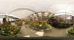 orquidario oriental 2