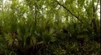 Palmetto Trail, Jean Lafitte National historical Park and Preserve, Barataria Preserve