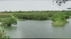 Nelapattu Bird Santuary Nellore Andhra Pradesh India
