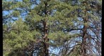 Ponderosa Pines near Flagstaff, Arizona