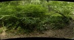Carpenter Woods Stream