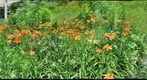 CMU Flowers