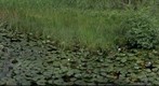 Pond in a forest near Hausen am Albis, Switzerland
