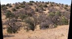 Oak/Juniper Savanna in southeastern Arizona