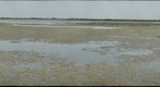 Pulicat Lake Nellore Andhra Pradesh India