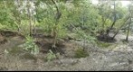 Tropical Asia - Mangrove Swamp Habitat at Low Tide, Singapore