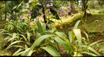 Tropical Ground Orchids