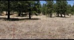 Ponderosa Pine Forest near Flagstaff, Arizona