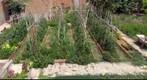 Anglesola. Vegetable garden in summer