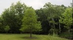 By The Creek's Edge: Rock Creek National Park-Washington, DC