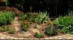 Home Environment - Back Patio Flowers and Hummingbird