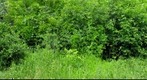 Green wall. Different plants