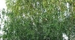 Birch (fragment)