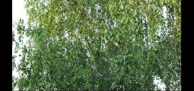 80571-400x189
