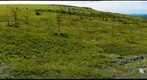 Alpine tundra, Murphy Dome, Alaska