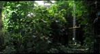 Biosphere 2 | Rain Forest Biome I, Gigapan. 2011