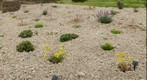 Idaho Botanical Garden Dry Garden Area
