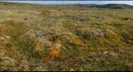Alpine Tundra, Eagle Summit, Alaska