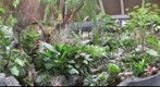 Assiniboine GreenHouse