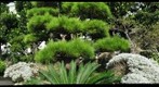 Japanese Okinawan Garden Ishigaki Okinawa Japan