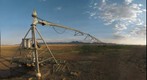 Prairie dogas, cattle and humans