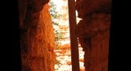 Bryce NP, Navajo Trail, Pine at Wall Street