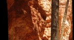 Bryce NP, Navajo Trail, Pine at all Street