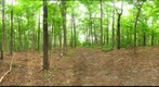 Dairy Bush GigaPan - 96 - June 29 2011
