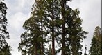 Giant Sequoias, Upper Mariposa Grove, Yosemite