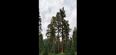 80933-400x189