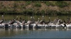 110701 UCSB lagoon bird island brown pelicans and double-crested cormorants (University of California, Santa Barbara)